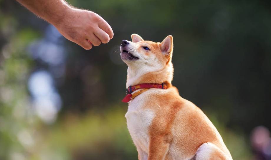 Is Shiba Inu smart? How to train some simple tricks?